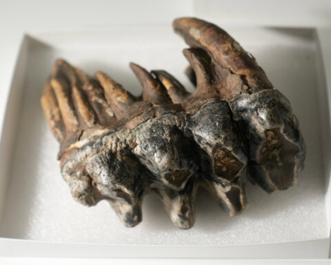Well-preserved tooth from Pacific mastodon found in a creek in San Francisco Bay Area