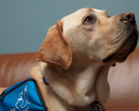 Clermont County Prosecutor's Office introduces Germaine, a facility dog joining the Victim Assistance Program