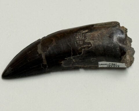 Fossil tooth analysis confirms Tyrannosaurus rex was warm-blooded