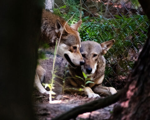 Trump administration’s endangered species habitat rule repeal takes effect, facing bipartisan pushback in Congress