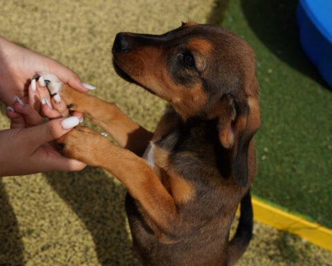 Romanian shelter offers an alternative to stray dog culls