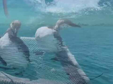 Dying sea birds washing ashore in Bay Area due to effects of warming ocean