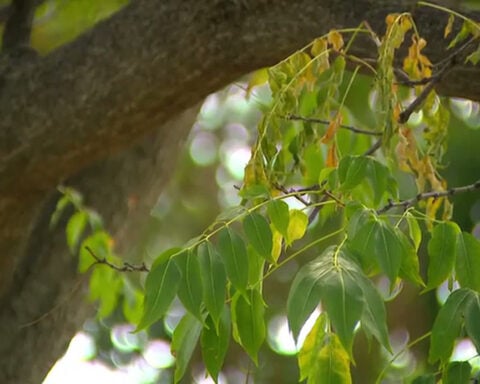 Summer heat, drought could impact Minnesota's fall leaf outlook, DNR says