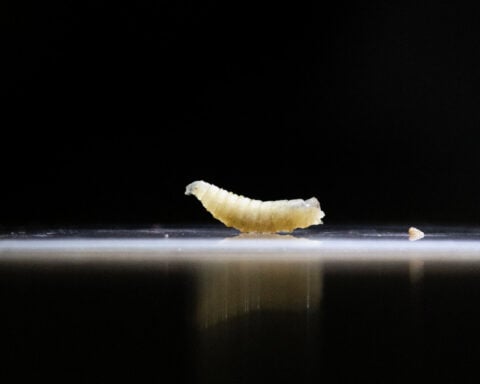 Screwworm infests US horse before port reopens to Mexican livestock