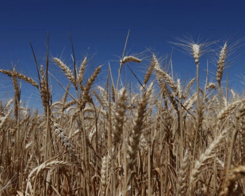 Immigration crackdown puts Australia's wheat harvest at risk, industry groups say