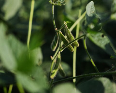 Scientists hope deeper-rooted soybeans can withstand climate extremes and store more carbon