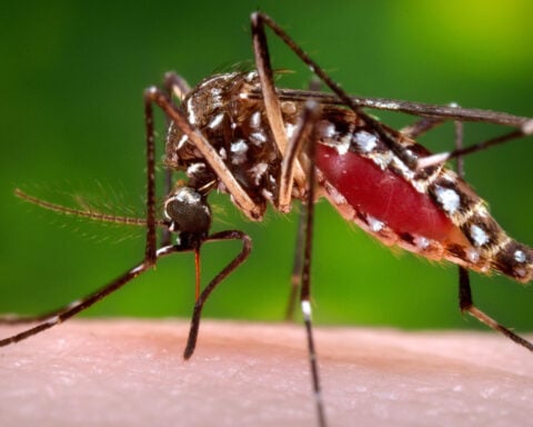Florida confirms a death from dengue as the state struggles with one of its worst recent outbreaks