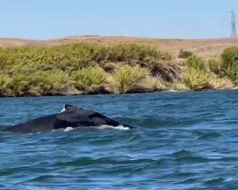 A humpback whale was spotted in a California river, 60 miles from its Pacific Ocean home