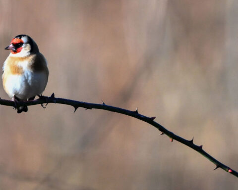 Which bird has the most melodious song? A new study has an answer