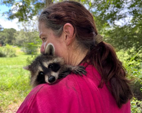 A raccoon boot camp in Mississippi teaches abandoned kits survival skills