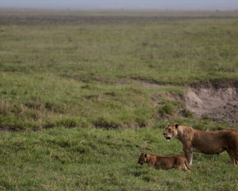 Poisoning suspected in deaths of 10 lions in Tanzania conservation area