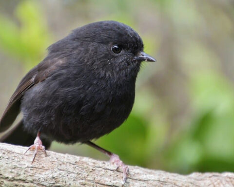 This tiny ‘goth’ bird was nearly extinct. Now it’s New Zealand’s Bird of the Year
