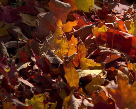 You don't need the North Shore: Minnesota fall color day trips you can do before dinner
