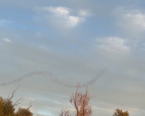 Between Sacramento and Davis, nearly 250,000 bats take flight each night beneath the Yolo Causeway