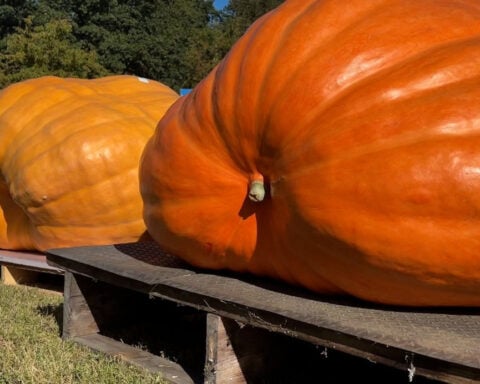 Annual giant pumpkin weigh-in draws competitors from across the region