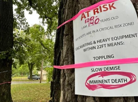 Neighbors rally to save historic trees in St. Louis Park amid reconstruction project