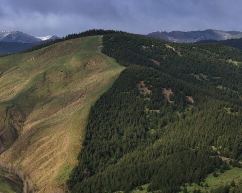 A carbon-credit land rush is hollowing out New Zealand farm country