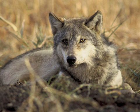 A timeline of Trump administration moves to weaken endangered species protections