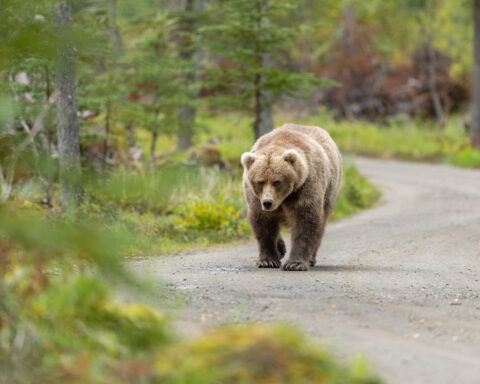 Fat Bear Week opens for Alaska’s heavyweight crown. Can Chunk, the 1,200-pound champ, win again?