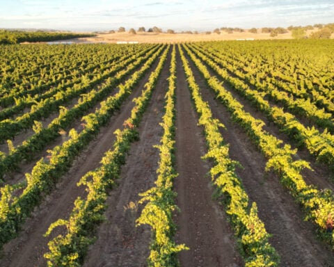 California farmers are struggling to sell grapes as demand for wine drops