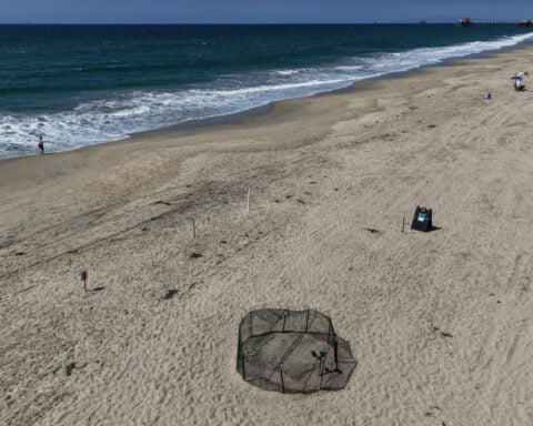 Agency says sea turtle eggs laid on California beaches are a first for the US West Coast