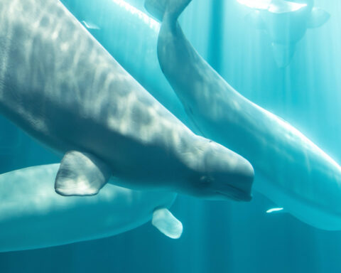Another beluga whale dies at Chicago aquarium after rescue mission from Canada park