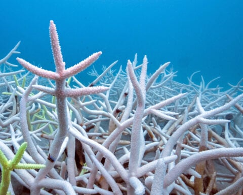 Countries still way behind on UN biodiversity targets, research shows
