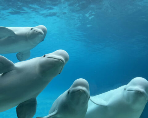 Finding homes for whales and dolphins when parks like Marineland Canada close isn’t easy – a biologist explains why sea sanctuaries aren’t the answer