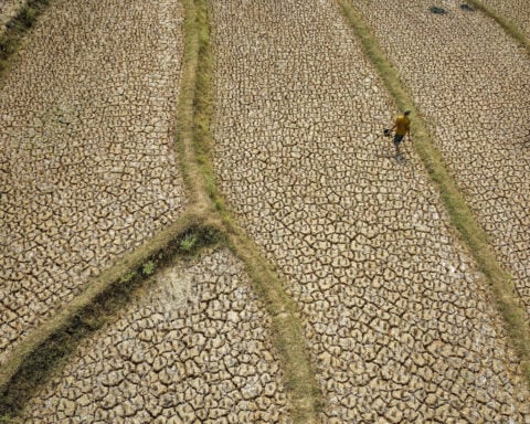 Super-sized El Niño could cause more than 450,000 heat deaths by February, study suggests