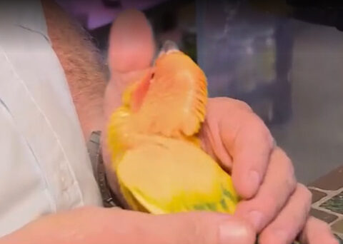 Baby bird stolen from Greenacres pet store, may not survive without proper care