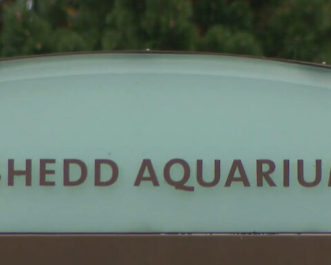 Deaths of rescued belugas at Chicago Shedd Aquarium raise questions about Marineland conditions