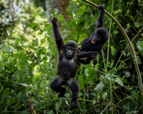 Ugandans plant trees near national park to keep people out of gorillas’ habitat