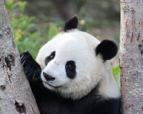 China's Xi says pandas will soon arrive in Atlanta