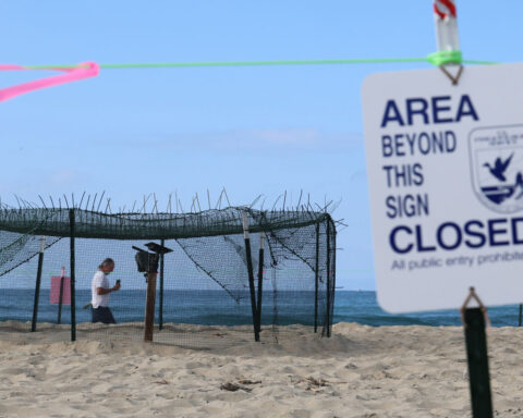 Tropical sea turtles discovered nesting in California for the first time in recorded history
