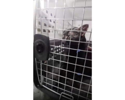 'Catman' to the rescue, as man pulls stuck Long Island pet to safety after long ordeal