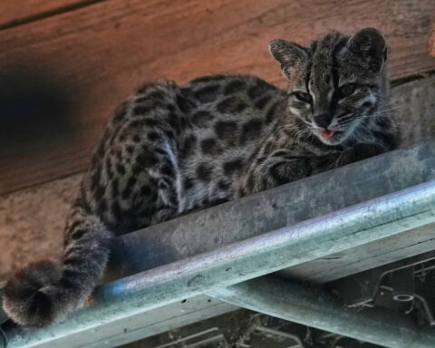 Tiny wild cat newly identified as a species draws curious visitors in Bolivia