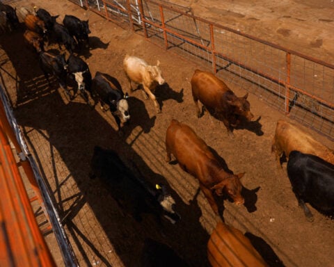US eases screwworm ban on Mexican cattle, but beef prices unlikely to budge