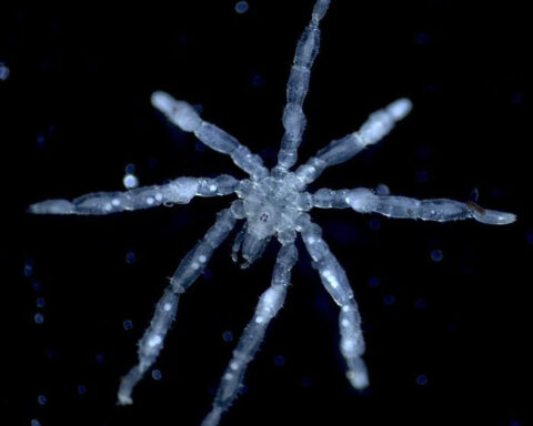 New hairy-legged, three-lipped, red-eyed sea spider species discovered