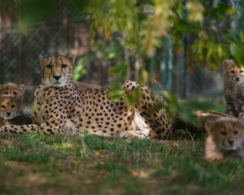 Cheetah cubs at Prague Zoo are doing well after a period of strong storms and their mother’s illness