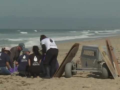 Marine Mammal Center prepares for surge in sick sea lions amid El Niño, domoic acid