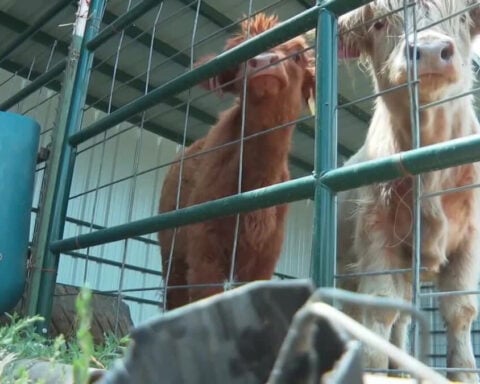 Airbnb launches new grant program to help Utah farmers