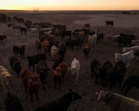 US immigration crackdown hits Kansas, disrupts beef processing