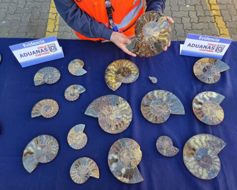 Chile seizes more than 200 fossils of extinct mollusks