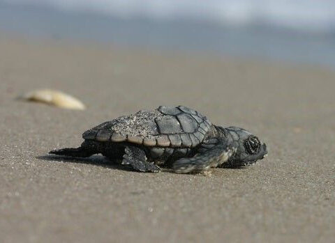 Why Florida officials say you should never put a stranded sea turtle hatchling back in the ocean