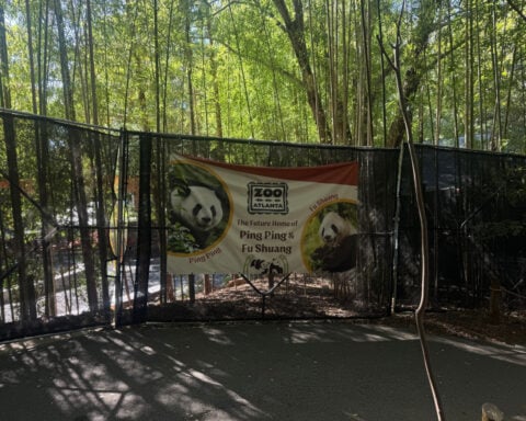 2 giant pandas arrive at Zoo Atlanta in a rare loan from China
