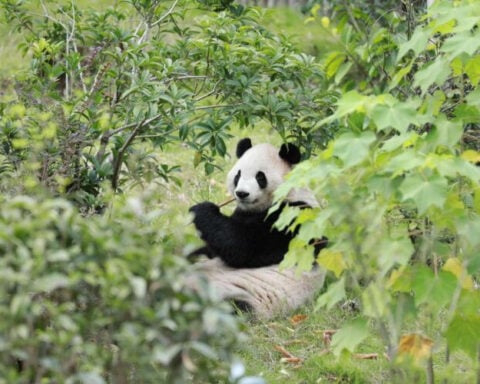 The newest pandas in the US have arrived in Atlanta. What we know about Ping Ping and Fu Shuang