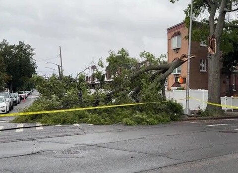 NYCHA employee killed by falling tree in Brooklyn as nor'easter impacts region
