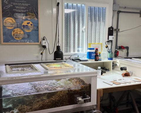 An endangered frog nursery in LA cares for hundreds of tadpoles until they're ready for the wild