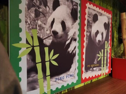 Excitement builds as giant pandas prepare to make their debut at Zoo Atlanta