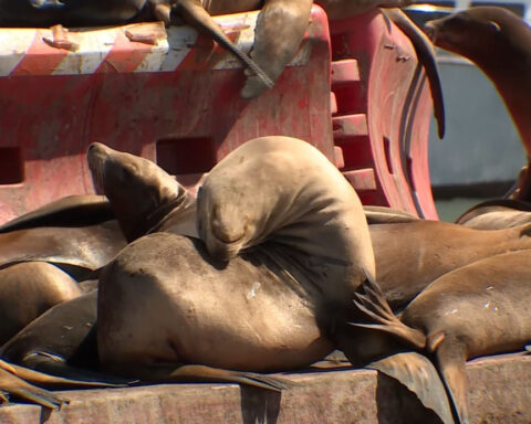 Sea lions spread onto roadway as advocates urge visitors to keep back